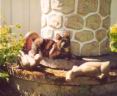 Fi vid brunnen